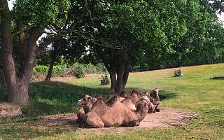 NAH SH website Soemmer Touren Arche Noah Groemitz 02