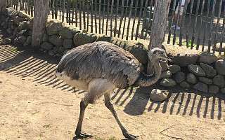 NAH SH website Soemmer Touren Arche Noah Groemitz 08