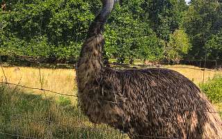 NAH SH website Soemmer Touren Arche Noah Groemitz 09