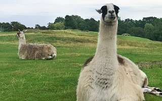 NAH SH website Soemmer Touren Arche Noah Groemitz 10