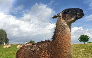 NAH SH website Soemmer Touren Arche Noah Groemitz 11