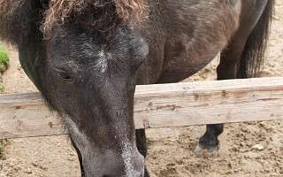 NAH SH website Bilder Soemmer Tour barfusspark 09