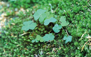 NAH SH website Bilder Soemmer Tour Waldbaden 9