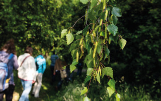 NAH SH website Bilder Soemmer Tour kraeuterwanderung 06