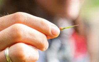 NAH SH website Bilder Soemmer Tour kraeuterwanderung 08