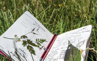 NAH SH website Bilder Soemmer Tour kraeuterwanderung 09