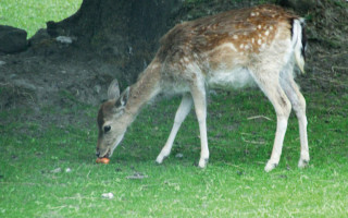 NAH SH website Bilder Soemmer Tour marienhoelzung 04