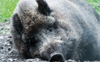 NAH SH website Bilder Soemmer Tour marienhoelzung 05