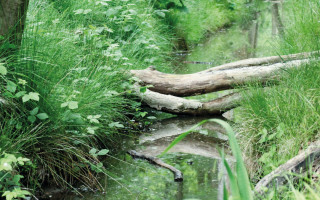 NAH SH website Bilder Soemmer Tour marienhoelzung 06