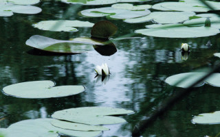 NAH SH website Bilder Soemmer Tour marienhoelzung 08