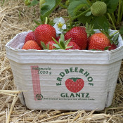 SOe2020 Erdbeeren 04
