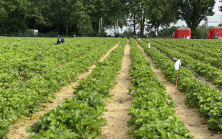 SOe2020 Erdbeeren 07