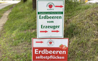 SOe2020 Erdbeeren 09