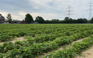 SOe2020 Erdbeeren 28