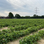SOe2020 Erdbeeren 28