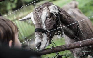 Nette Leute, nette Ziegen.  4