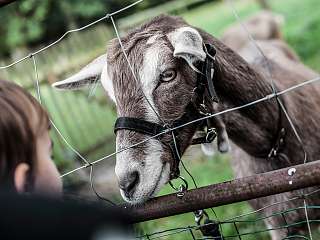 Nette Leute, nette Ziegen. 