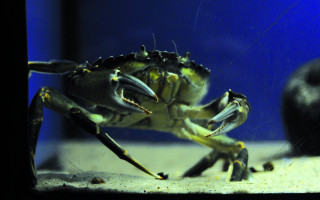 Die Seesterne des Erklärbärs 2