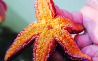 Die Seesterne des Erklärbärs 5