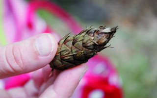 Traute, die Waldfee 1