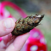 Traute, die Waldfee 1