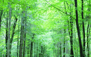 Traute, die Waldfee 3