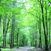 Traute, die Waldfee 3