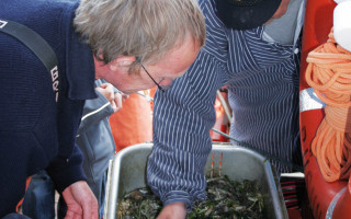 Die Spur der Krabbenpuler 2