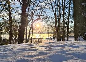 Neuschnee im Sonnenaufgang zwischen Bäumen an der Kieler Förde