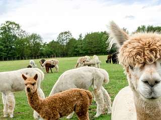 Alpaka