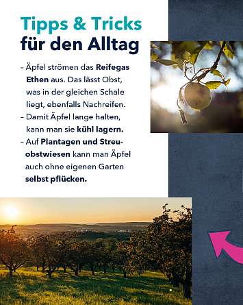 NAH SH erleben 2021 aepfel 08