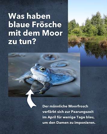 NAH SH erleben 2021 himmelsmoor 04