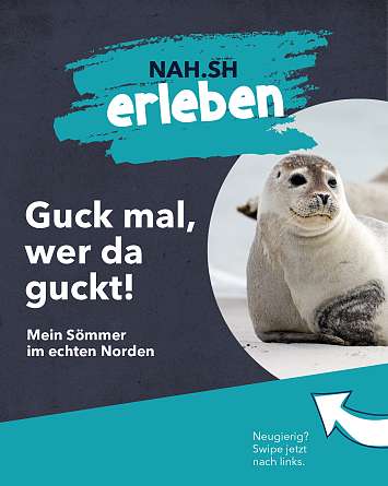 NAH SH erleben 2021 seehund watching 01