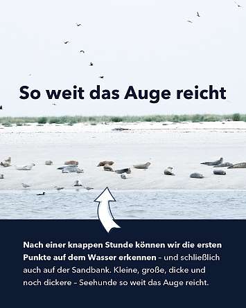 NAH SH erleben 2021 seehund watching 04