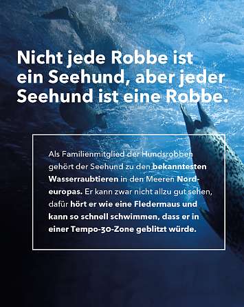 NAH SH erleben 2021 seehund watching 05