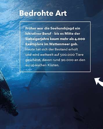 NAH SH erleben 2021 seehund watching 06