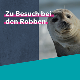 Zu Besuch bei den Robben