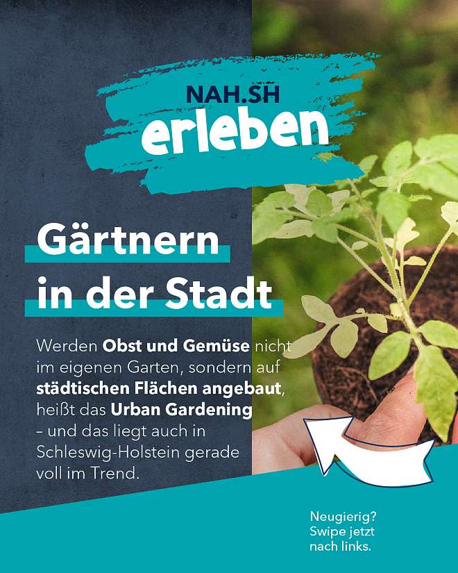 Gärtnern in der Stadt NAH.SH