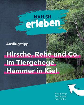 nahsh karussell 1080x1350 erleben wildgehege hammer 01