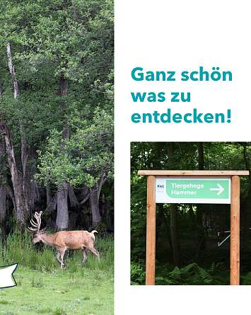 nahsh karussell 1080x1350 erleben wildgehege hammer 02