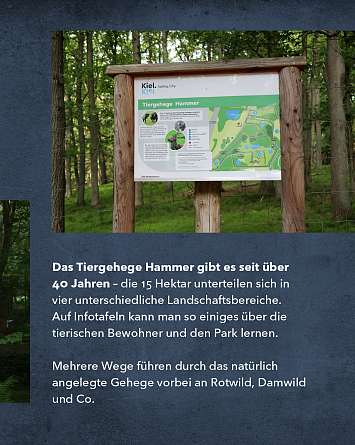 nahsh karussell 1080x1350 erleben wildgehege hammer 03