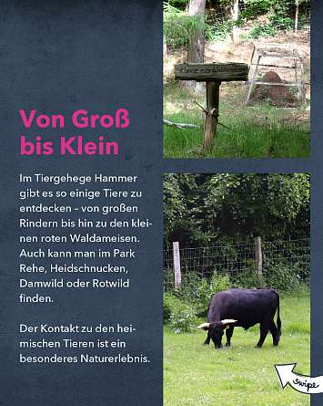 nahsh karussell 1080x1350 erleben wildgehege hammer 04