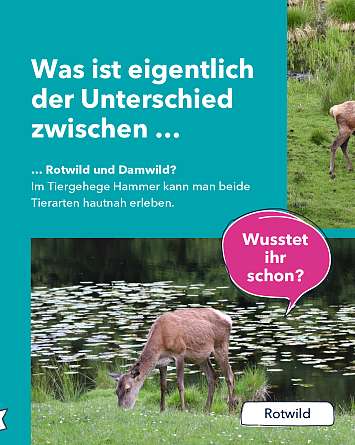 nahsh karussell 1080x1350 erleben wildgehege hammer 05