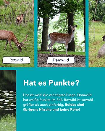 nahsh karussell 1080x1350 erleben wildgehege hammer 06