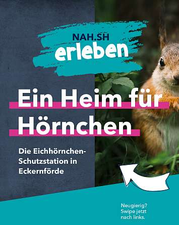 nahsh karussell 1350x1080 erleben eichhoernchen 01