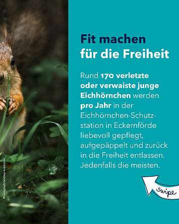 nahsh karussell 1350x1080 erleben eichhoernchen 02