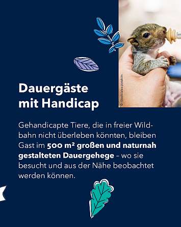 nahsh karussell 1350x1080 erleben eichhoernchen 03