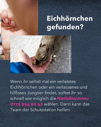 nahsh karussell 1350x1080 erleben eichhoernchen 04