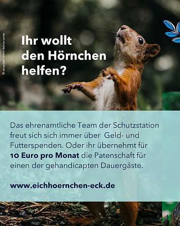 nahsh karussell 1350x1080 erleben eichhoernchen 05