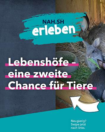 nahsh karussell 1350x1080 erleben lebenshoefe 01